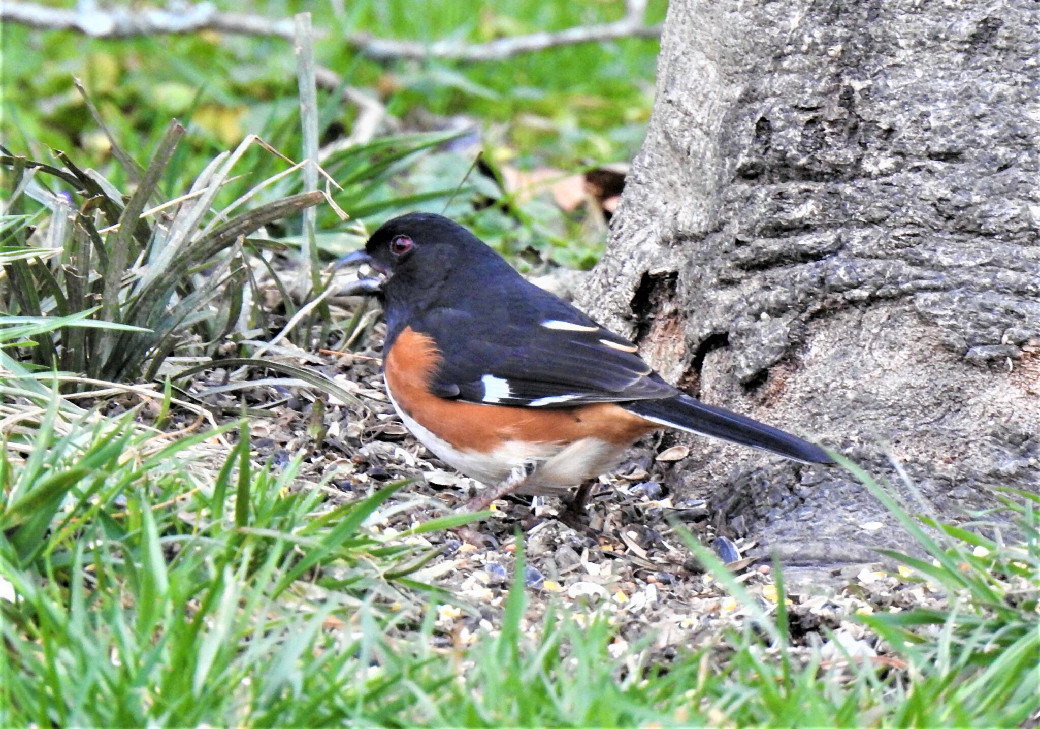 The Great Backyard Bird Count - Knox TN Today