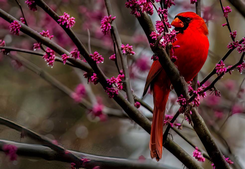 Redbud Bird