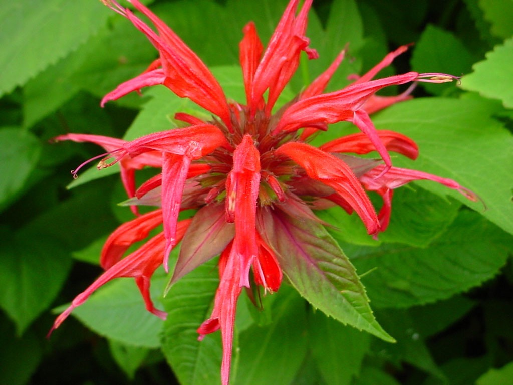 Crimson Bee Balm starting to bloom