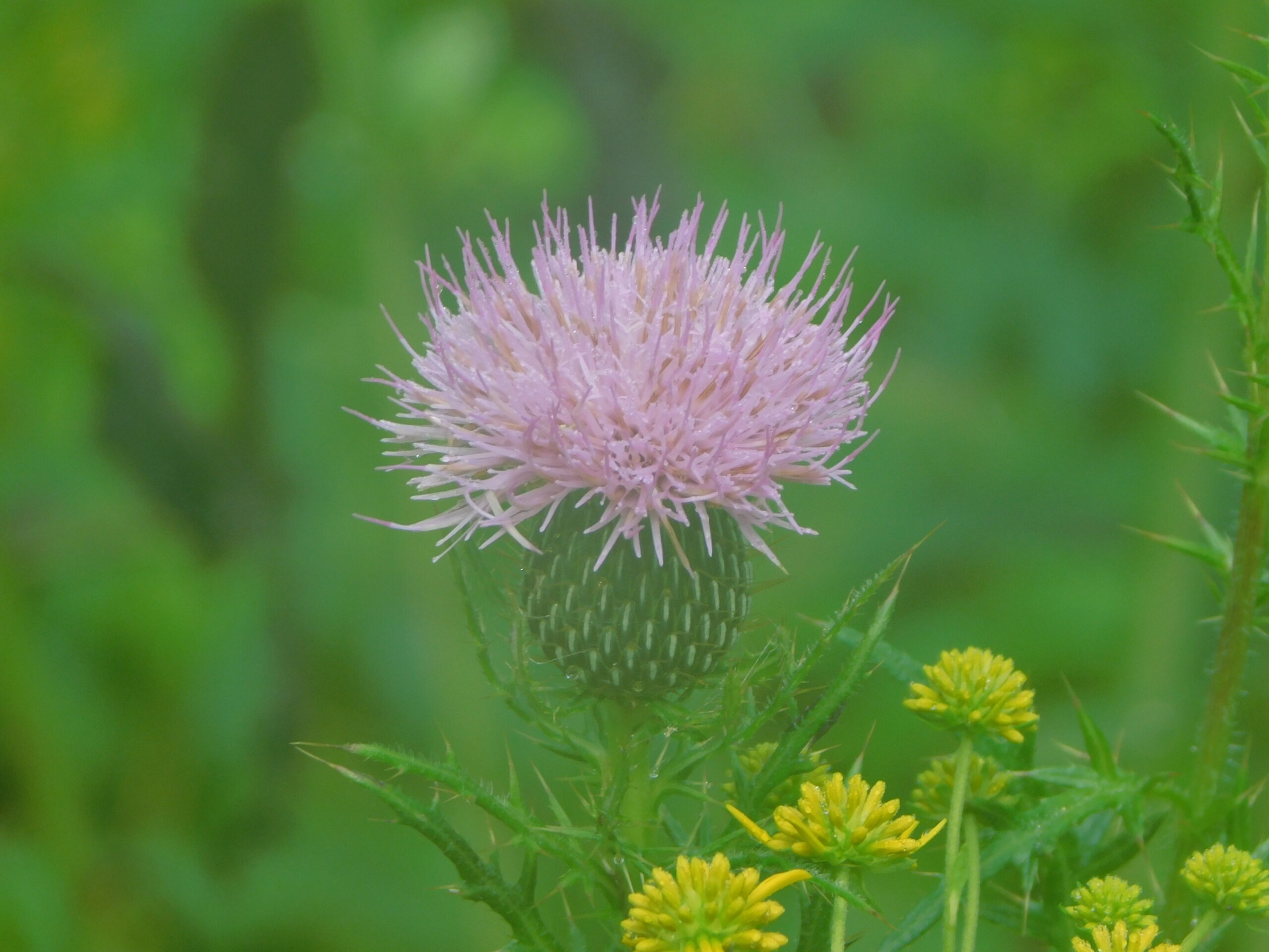 Thistle is at peak bloom near Walker Sisters’ Cabin