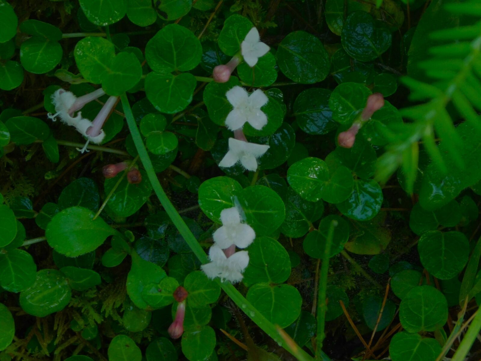 Partridge Berry at peak bloom on Finley Cane Trail