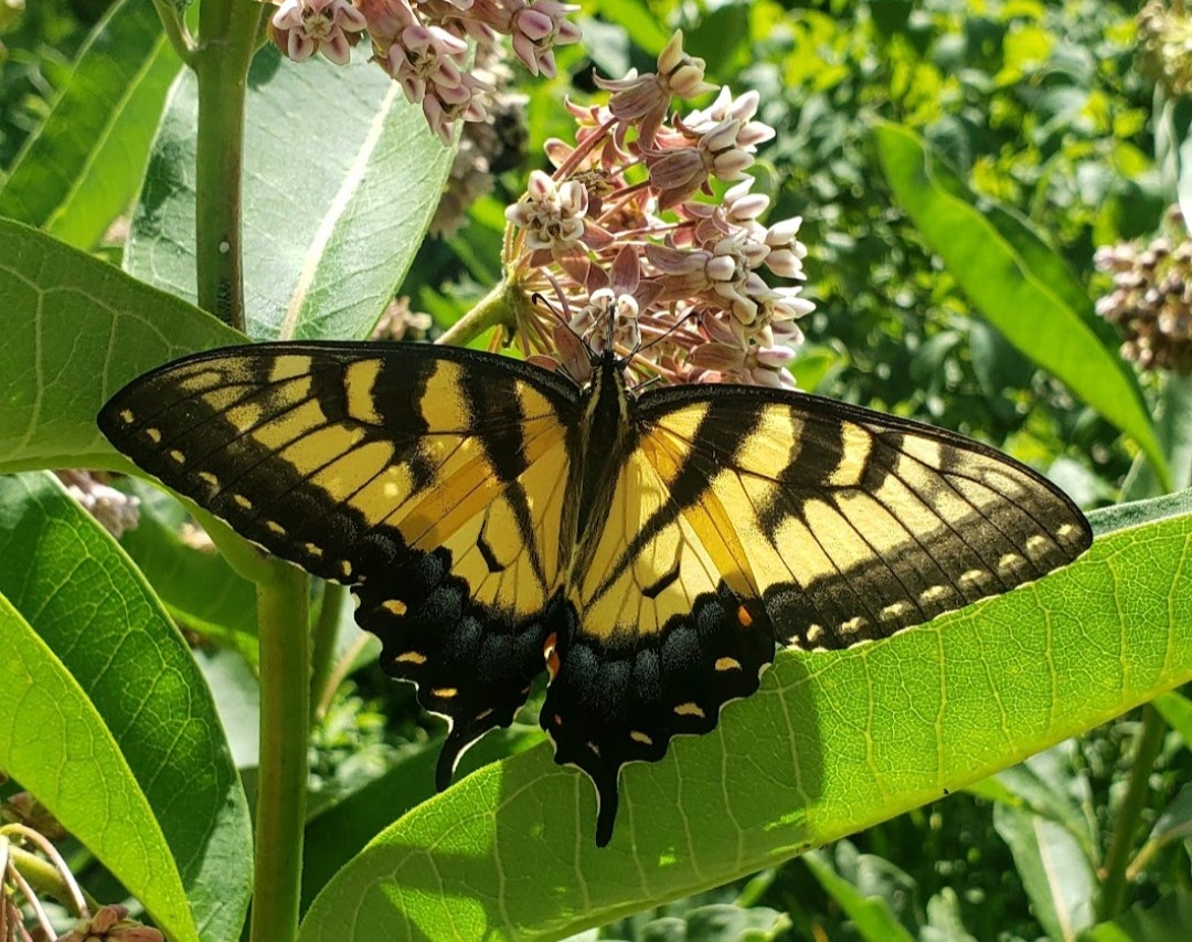 ‘Butterflies and their host plants’