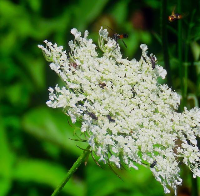 Old Sugarlands Trail still has wildflowers