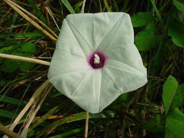 Many wildflowers are in peak bloom