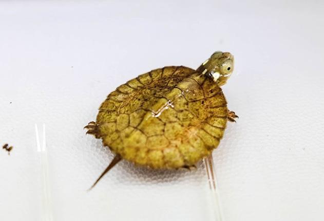 Zoo Knoxville celebrates hatching of four-eyed turtles