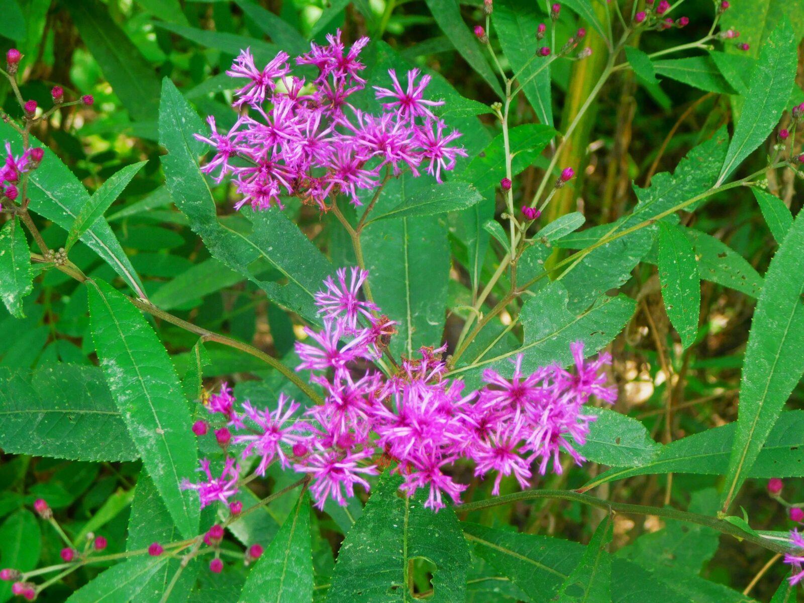 What’s blooming on Little River Trail