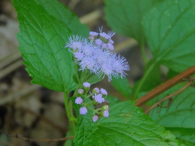 Harrington’s wildflower report from Lumber Ridge Trail B