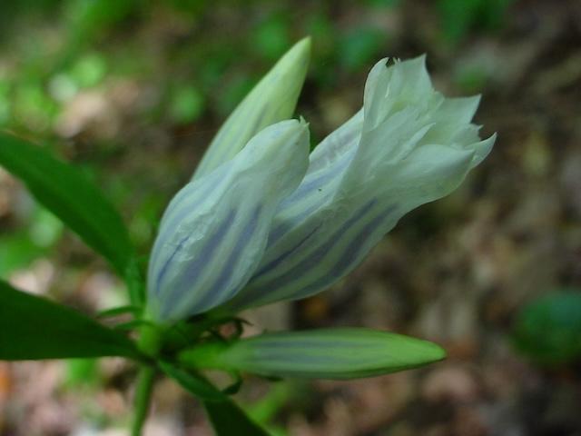 Harrington finds blooms on Jakes Creek Trail