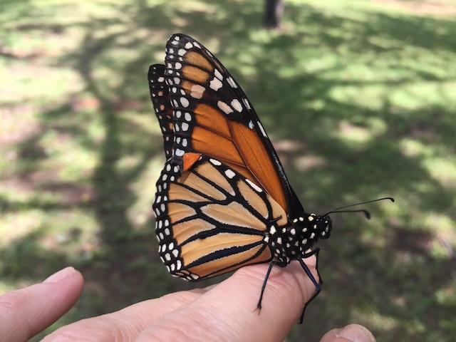 Butterfly Festival is 09/28