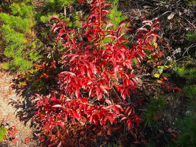 Hike to Abrams Falls sees peak blooms, bright foilage