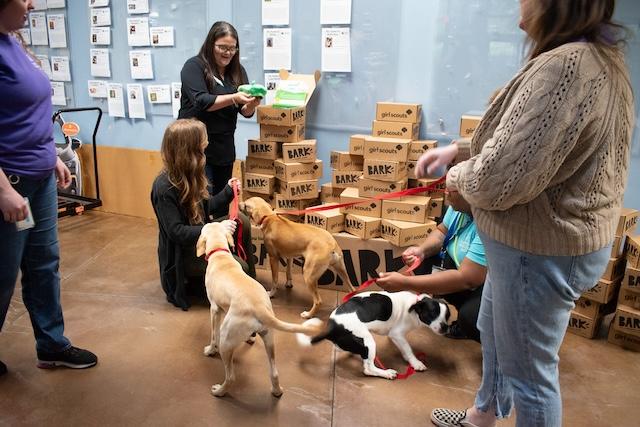 Girl Scouts partners with YWAC to send shelter dogs a BarkBox