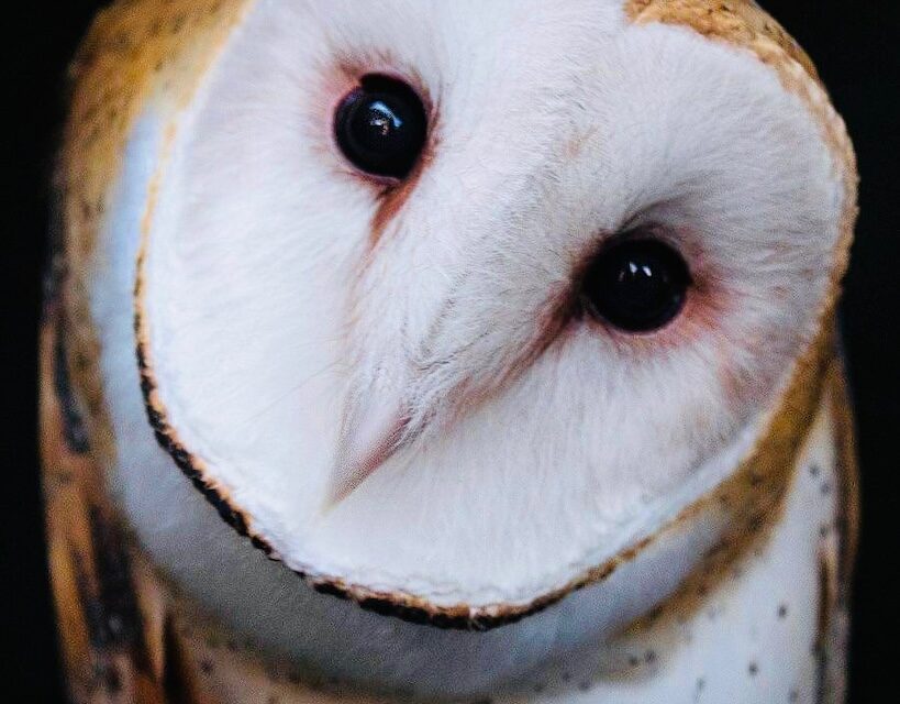 Meet birds of prey from the Owl Ridge Raptor Center