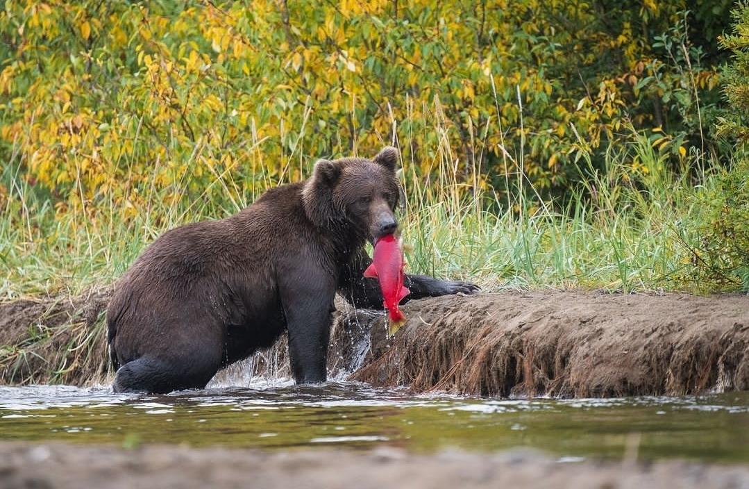 Live from Alaska: Chasing the ‘fat bear’