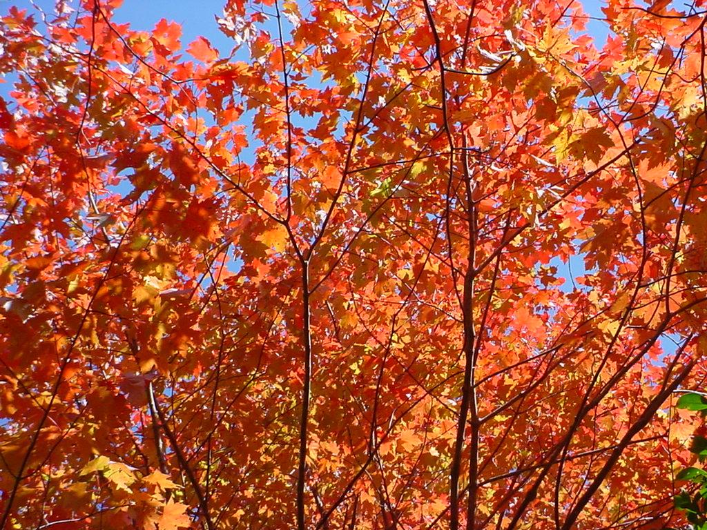 Harrington finds wildflowers, fall foliage