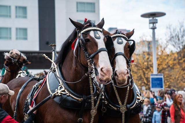 Budweiser Clydesdales in East TN this month