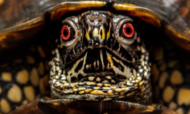 ‘Turtle stare’