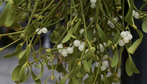 Mistletoe: Legends, lore and legacy