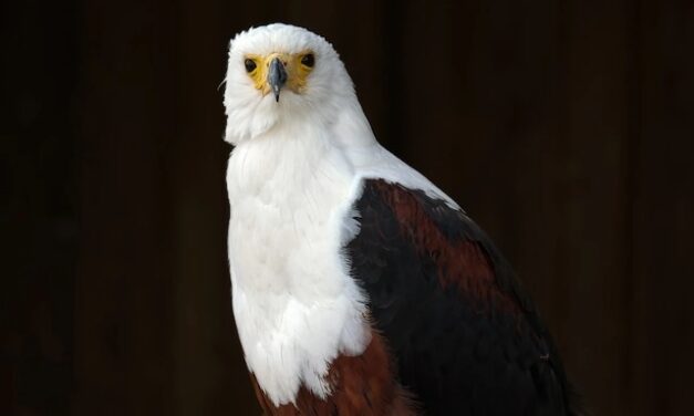 Bald Eagle named official national bird, finally