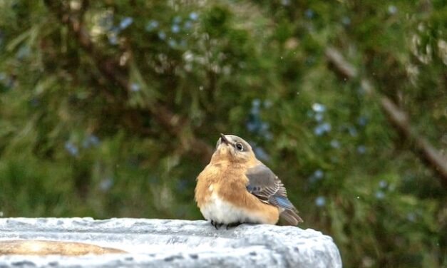 ‘Creating a bird-friendly yard’