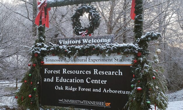 Celebrate the New Year with a hike at the UT Arboretum