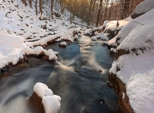 Badger’s senses come alive in the snowy creek 